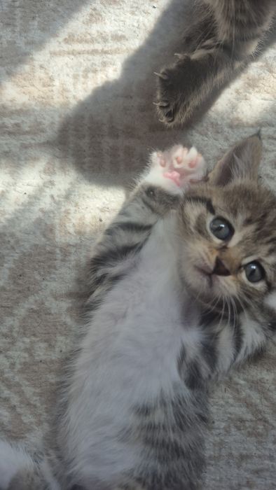 Отдам котят бесплатно