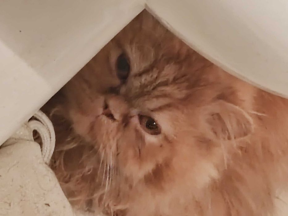 Pisica persana culoare vibranta