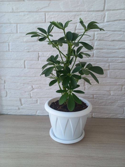 Продам   Шефлеру