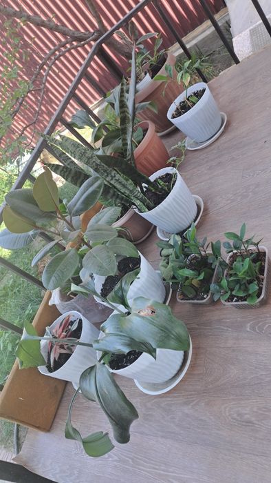 Продам цветы домашние цены от  500