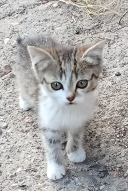 Котята мышелов  очень милые