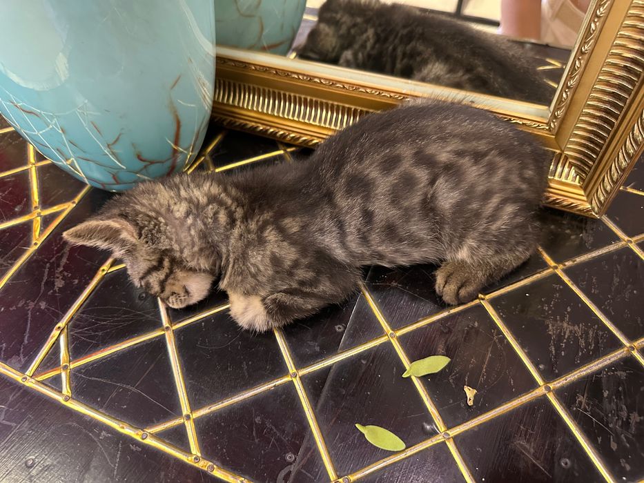 Отдам даром котенка