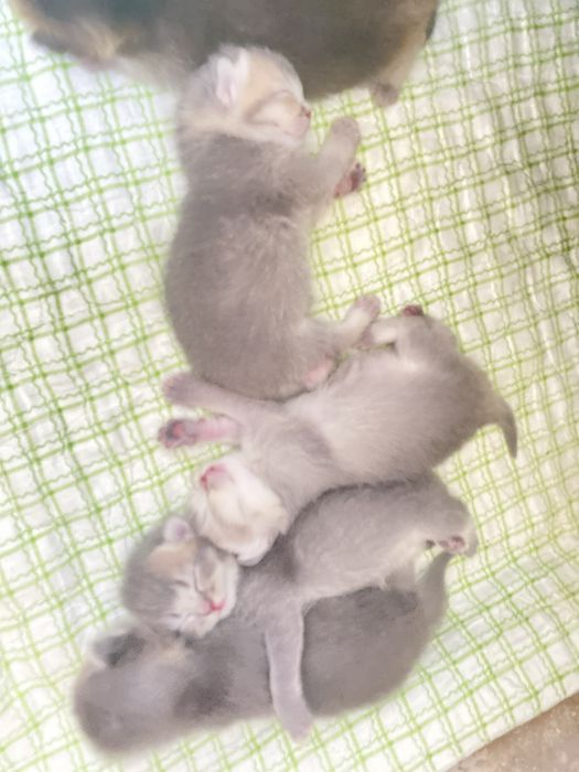 Британские котята