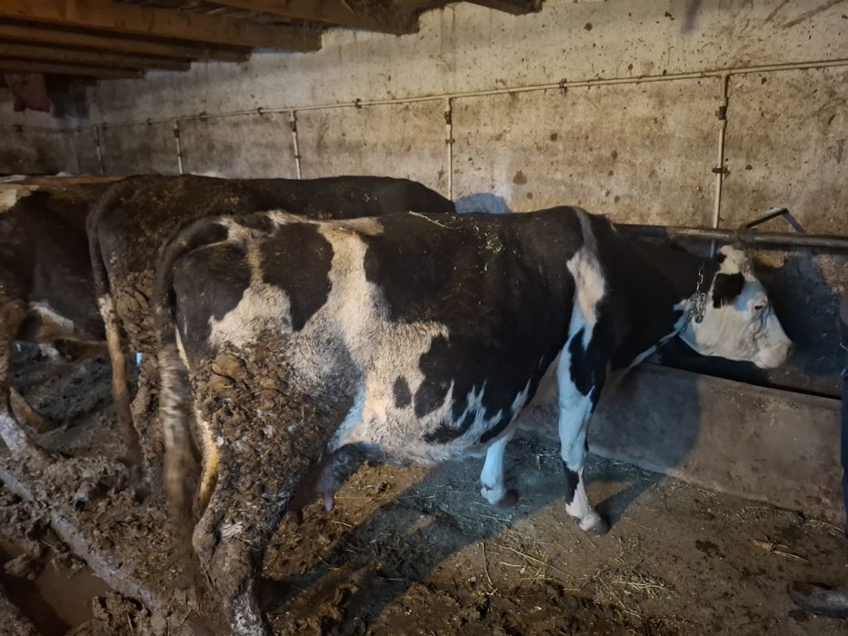 Vaca de vânzare gestantă