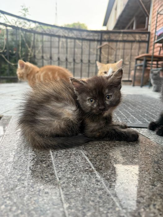 Котята бесплатно