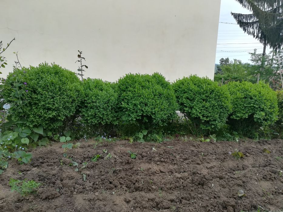 Различни чемшири за красиви градини