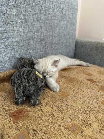 Британские котята