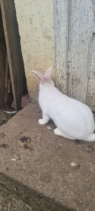 Vând iepuri hycole francez.