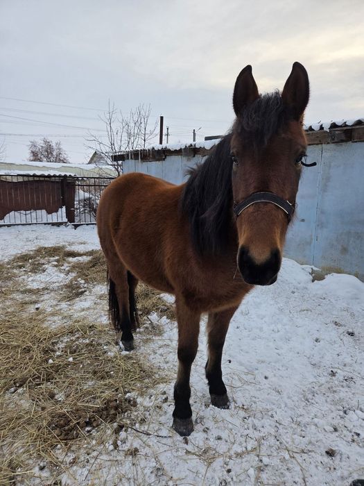 Продам лошадь 3 года