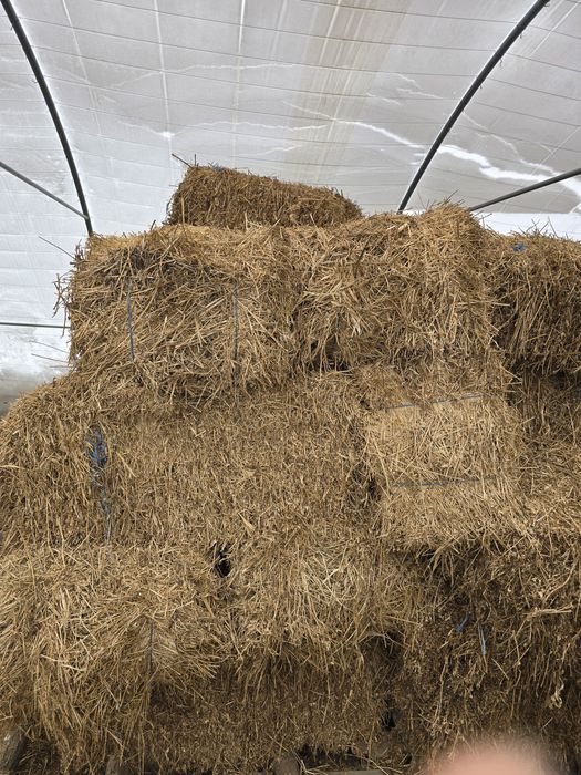 Vând baloti de lucernă