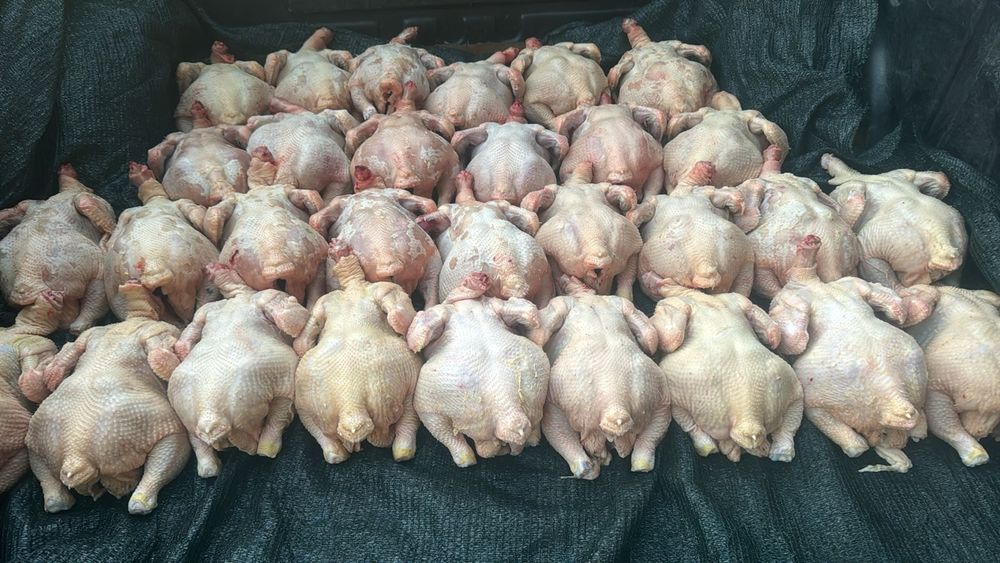Продам домашних курей