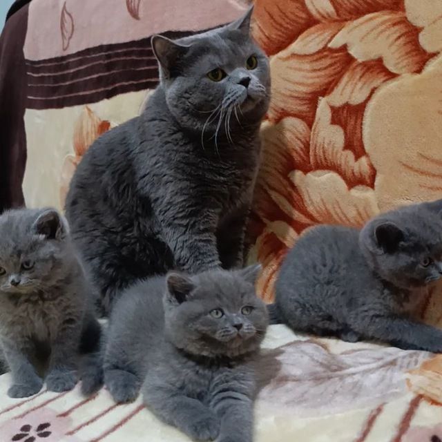 Продажа. Кот породы скоттиш страйт Барни 2 года.