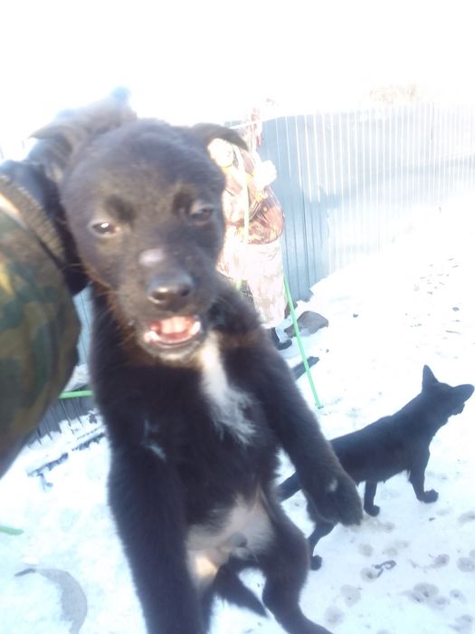 Отдам кутят .щенков