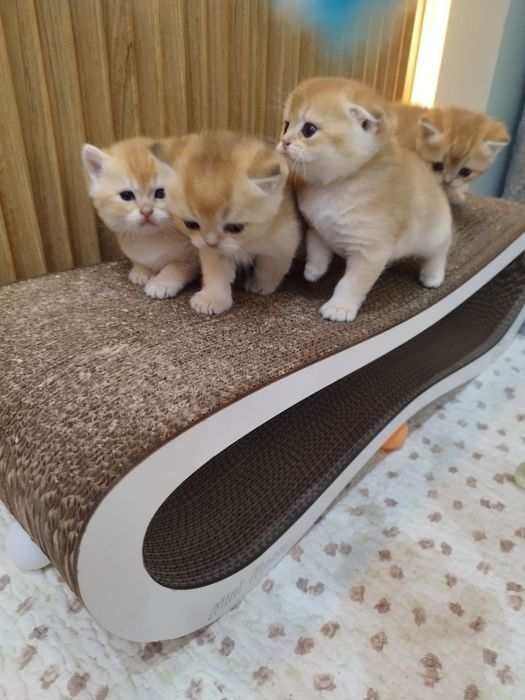 Чистокровные малыши готовы  переехать в новый дом