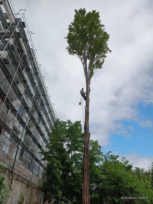 Рязане на опасни дървета в близост до сгради жици и други