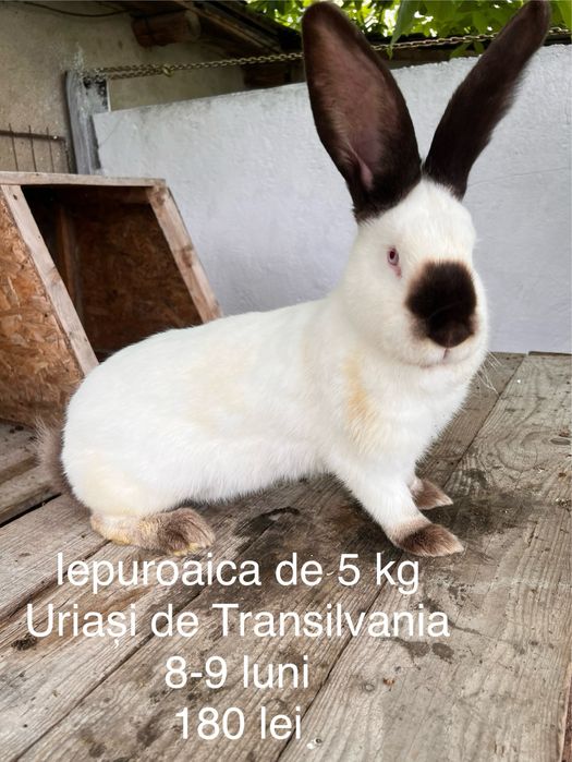 Iepuri rase diferite
