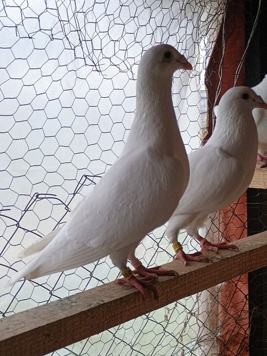 Ocazie turturele râzătoare și porumbei