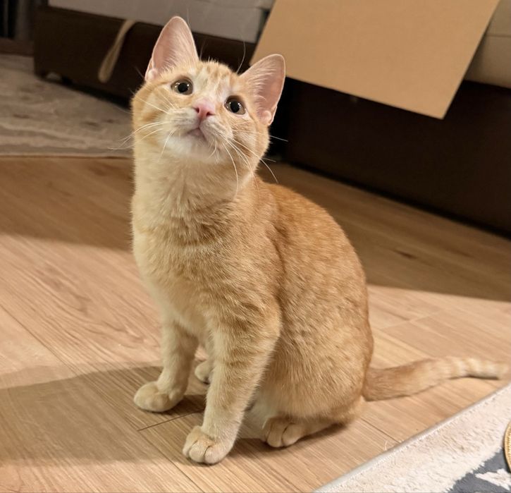 котенок в добрые руки