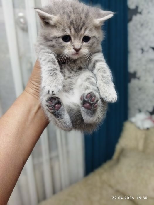 Готовы к продаже шотландские котята