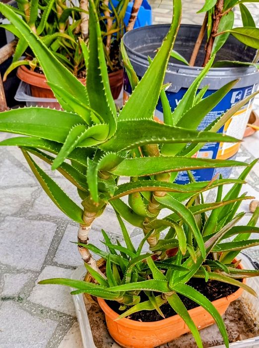 Фикус Бенджамин Microcarpa 150 см.