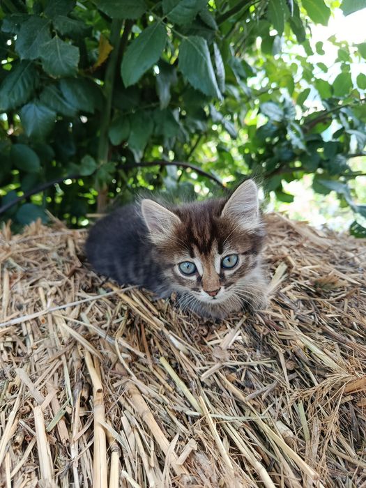 Котята в добрые руки!