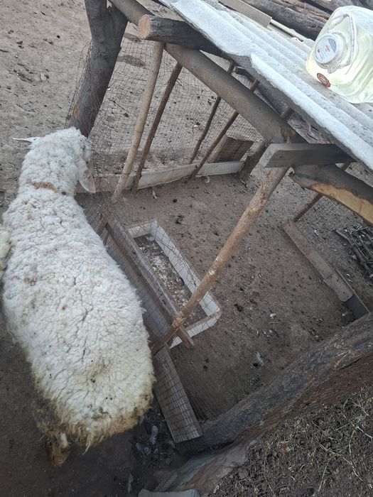 Продам барана кочкар