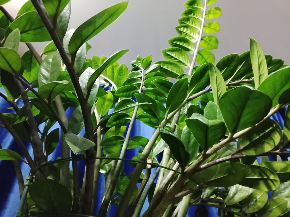 Замиокулькас ( Долларовое дерево)