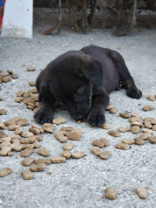 Donez catei mici de apox o luna