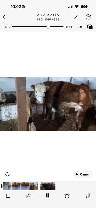 Продам белоголовую корову