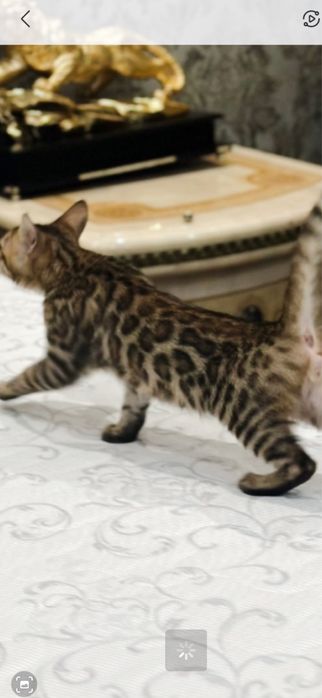 Чистокровные котята Бенгалы