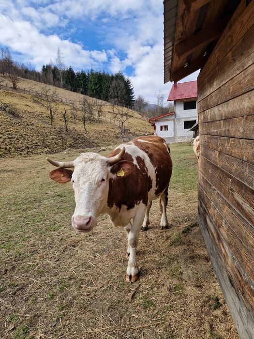 Se vinde vaca  Baltata Românească