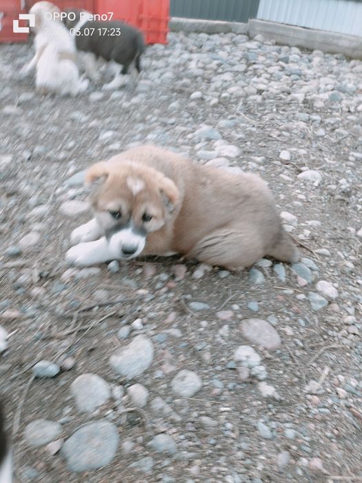 Шеньки Алабай  2 месяца