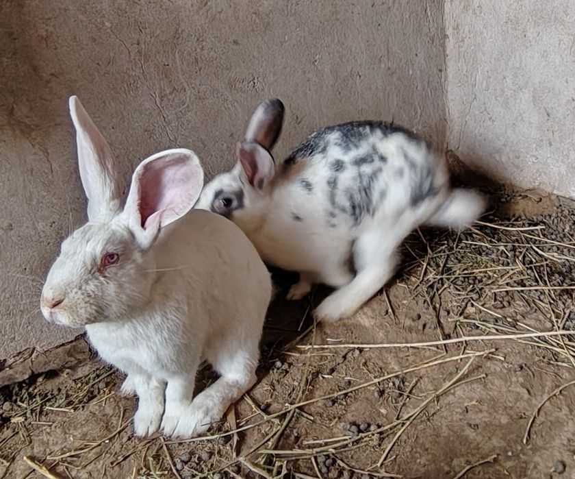 Куёнлар сотилади