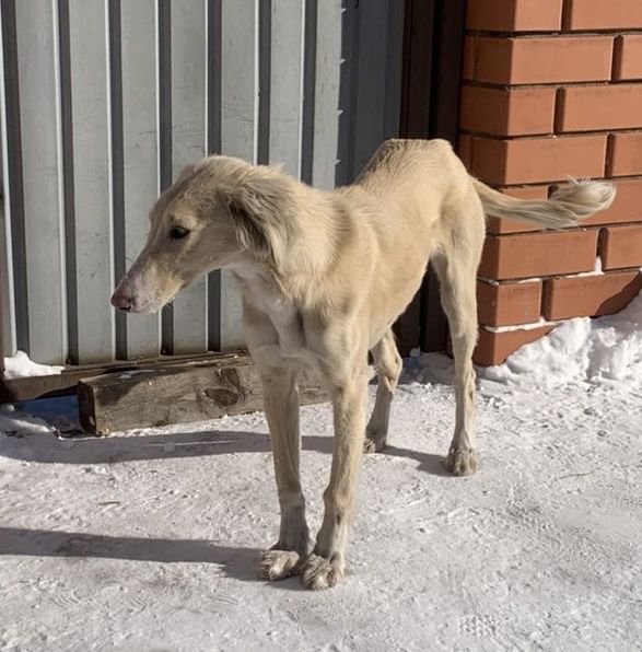 Собака казакша тазы