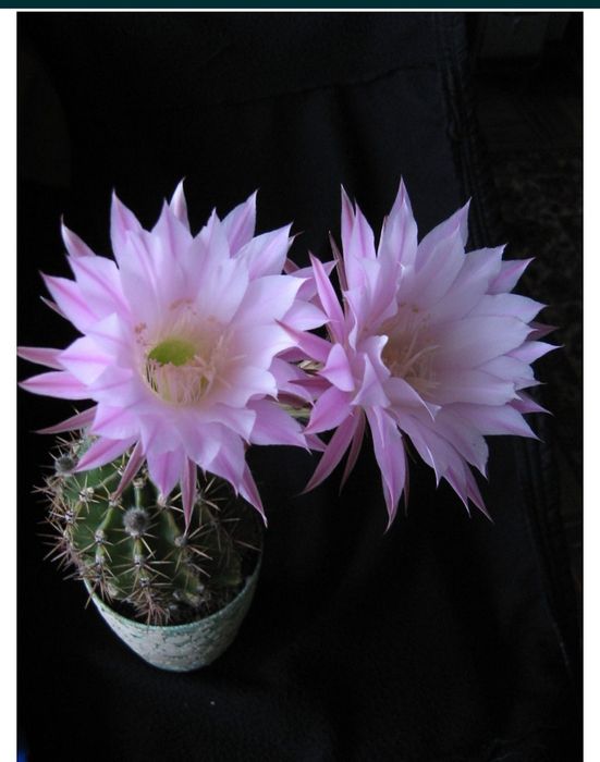 Комнатные растения. Кактусы.