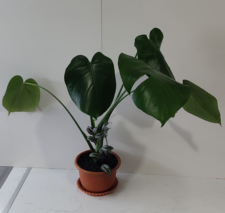 Монстера и алое-вера,сансевьерия