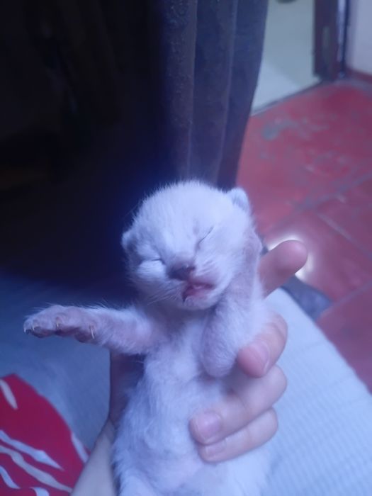 Мысыктар бар тегын берыледы