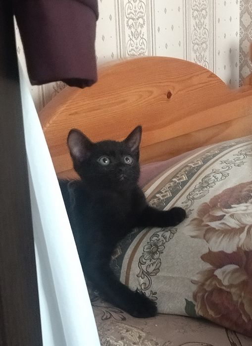 Котеночек 3 месяца