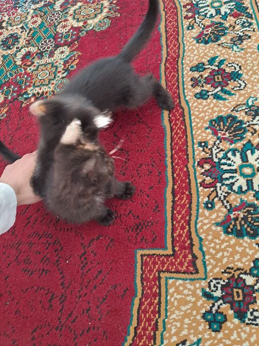 Котята домашние даром