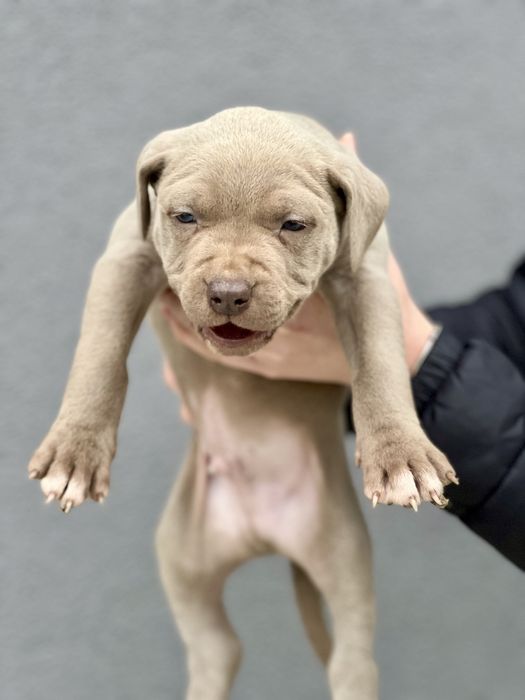 Питбул  blue fawn