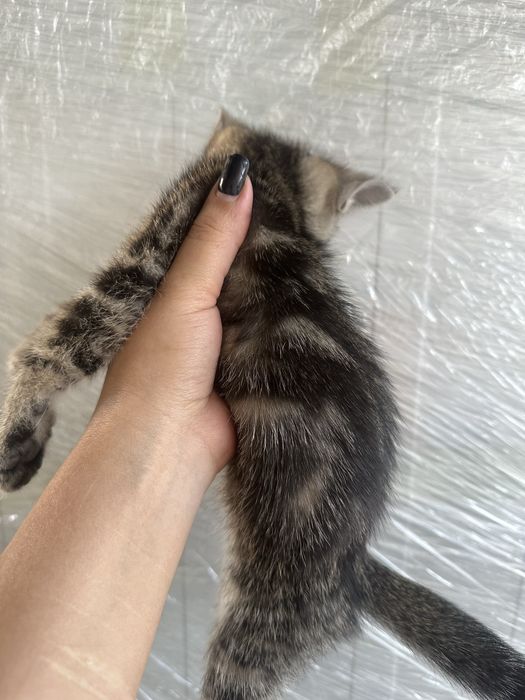 Отдам котят в добрые руки