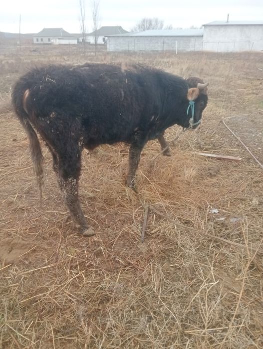 Бақалар сатылады өгіз