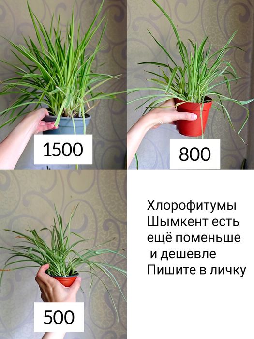 Сансиеверия, диффенбахия, суккуленты и цветы