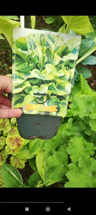 Многолетние растения