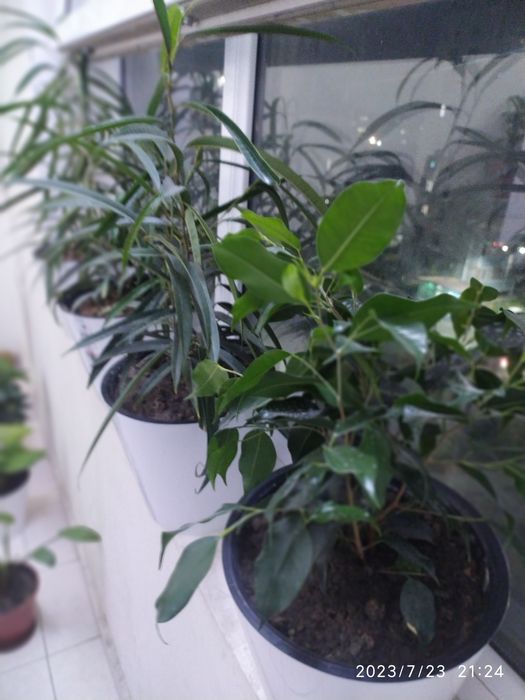 Комнатные цветы продается