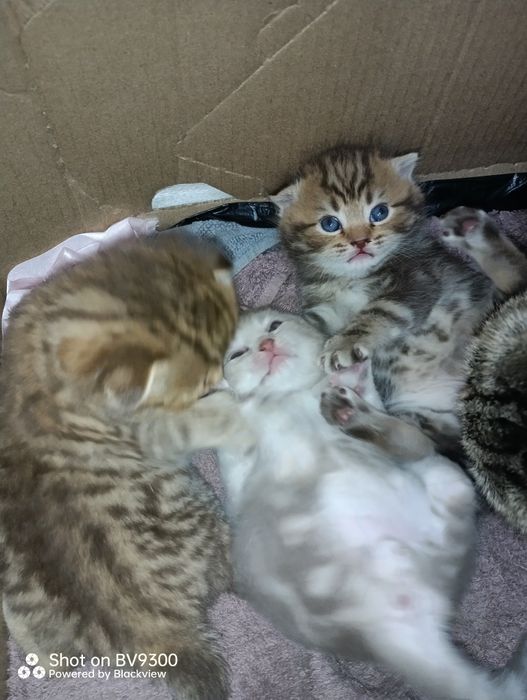 Шотландские милые комочки