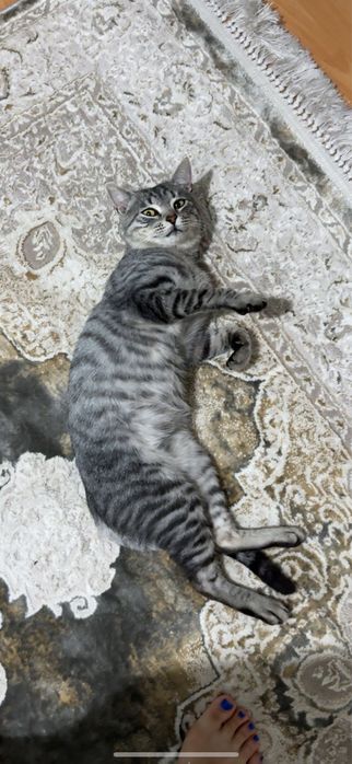 Кот домашний 2года