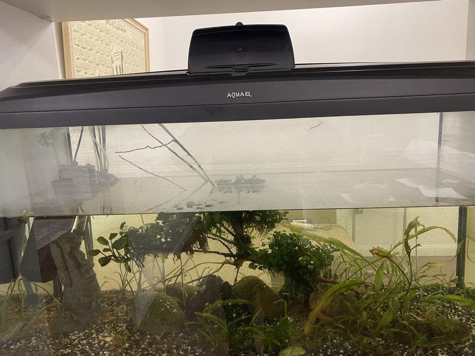 Аквариумистика.Аквариум Алматы.