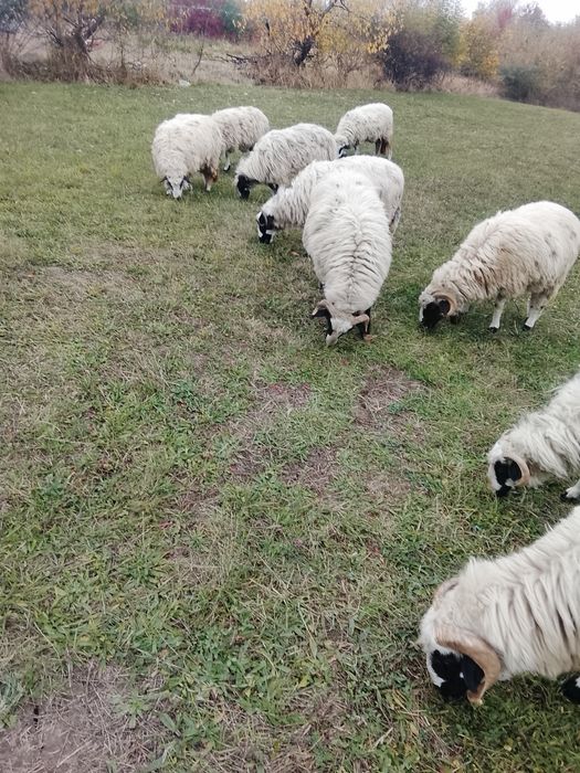 Vând 5 oi tinere 3 miele un berbec mior breaz și un berbecuț din primăvară tot breaz
