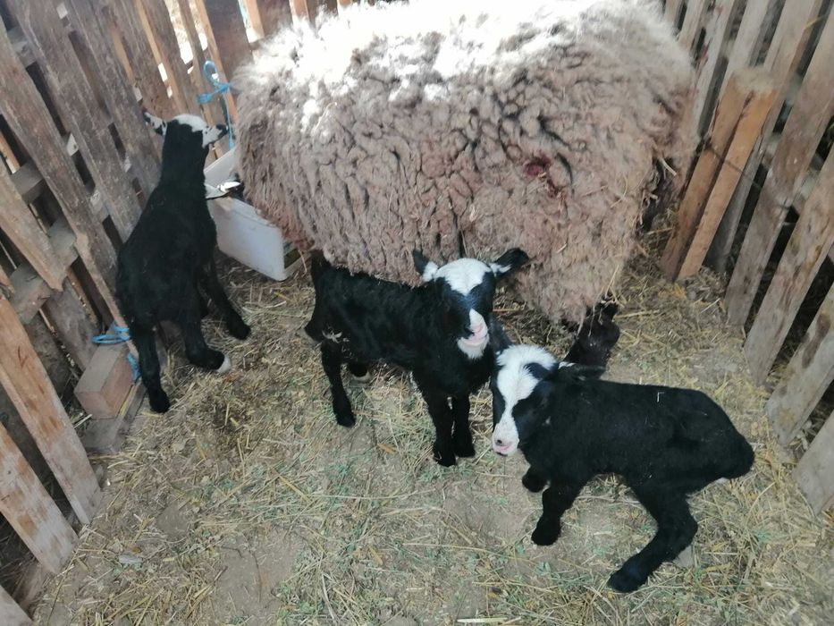 150бр.Romanovski ovce Романовски овце